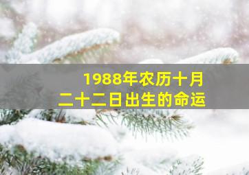 1988年农历十月二十二日出生的命运