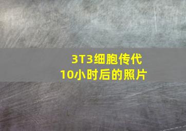 3T3细胞传代10小时后的照片