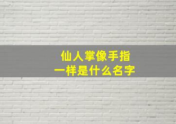 仙人掌像手指一样是什么名字