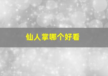 仙人掌哪个好看