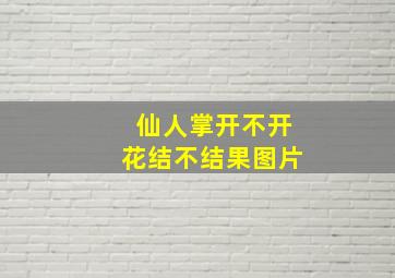 仙人掌开不开花结不结果图片