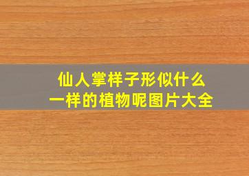 仙人掌样子形似什么一样的植物呢图片大全