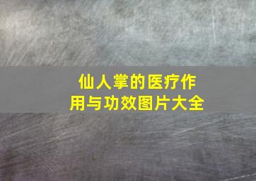 仙人掌的医疗作用与功效图片大全