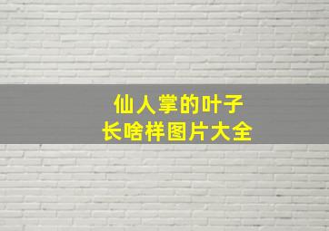 仙人掌的叶子长啥样图片大全