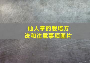 仙人掌的栽培方法和注意事项图片