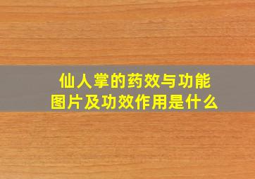 仙人掌的药效与功能图片及功效作用是什么