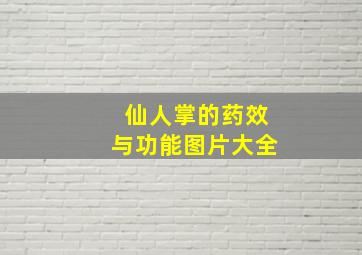 仙人掌的药效与功能图片大全