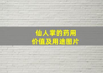 仙人掌的药用价值及用途图片