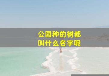 公园种的树都叫什么名字呢