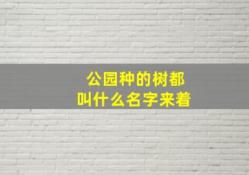 公园种的树都叫什么名字来着