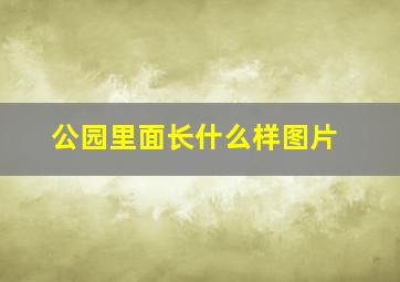 公园里面长什么样图片