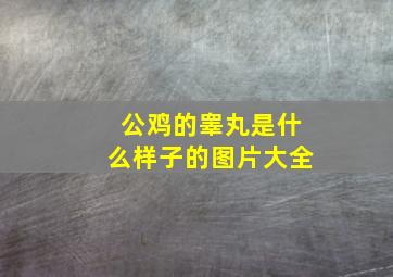 公鸡的睾丸是什么样子的图片大全