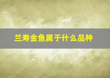 兰寿金鱼属于什么品种