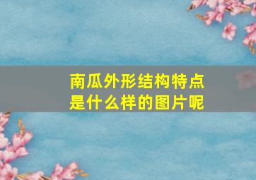 南瓜外形结构特点是什么样的图片呢