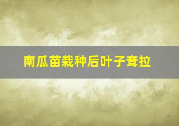 南瓜苗栽种后叶子耷拉