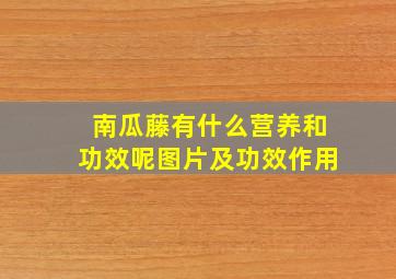 南瓜藤有什么营养和功效呢图片及功效作用