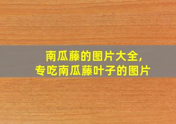 南瓜藤的图片大全,专吃南瓜藤叶子的图片