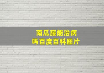 南瓜藤能治病吗百度百科图片