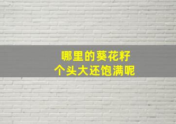 哪里的葵花籽个头大还饱满呢