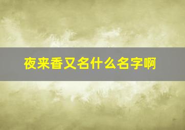 夜来香又名什么名字啊