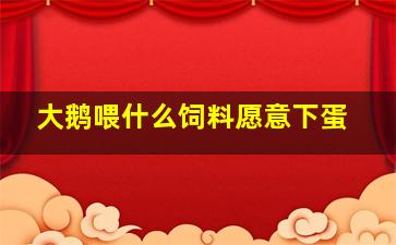 大鹅喂什么饲料愿意下蛋