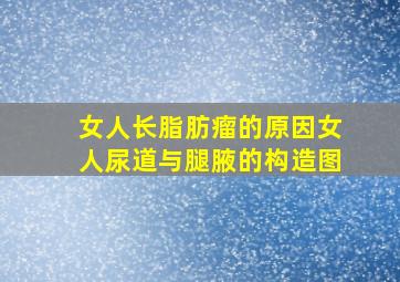 女人长脂肪瘤的原因女人尿道与腿腋的构造图