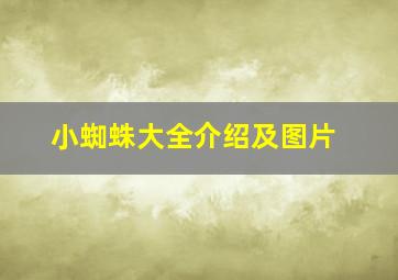 小蜘蛛大全介绍及图片