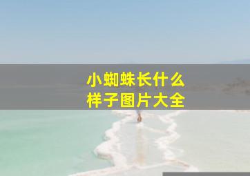 小蜘蛛长什么样子图片大全