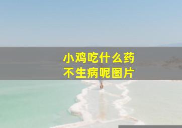 小鸡吃什么药不生病呢图片