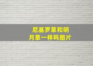 尼基罗草和明月草一样吗图片