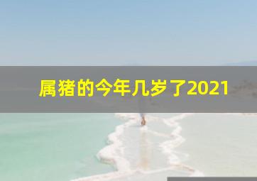 属猪的今年几岁了2021