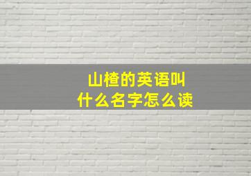 山楂的英语叫什么名字怎么读