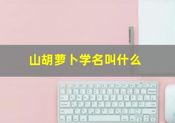 山胡萝卜学名叫什么