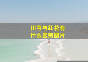 川芎与红花有什么区别图片