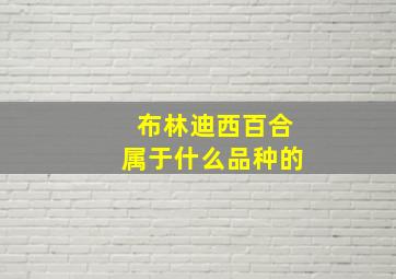 布林迪西百合属于什么品种的