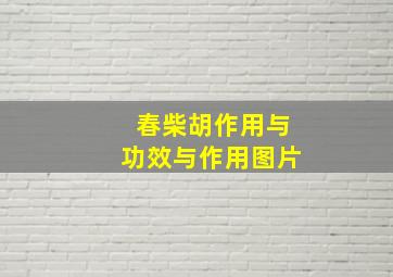 春柴胡作用与功效与作用图片