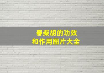 春柴胡的功效和作用图片大全