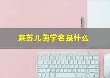 来苏儿的学名是什么