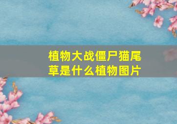 植物大战僵尸猫尾草是什么植物图片