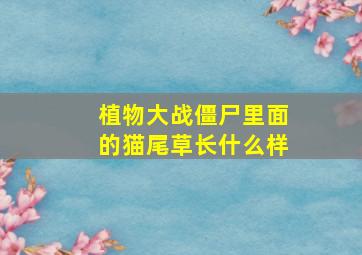 植物大战僵尸里面的猫尾草长什么样