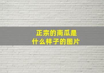 正宗的南瓜是什么样子的图片