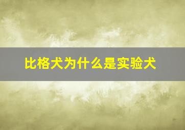 比格犬为什么是实验犬