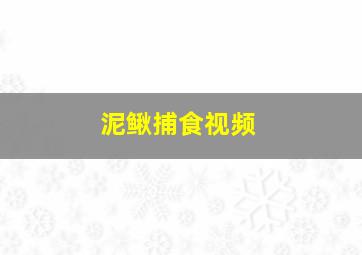 泥鳅捕食视频