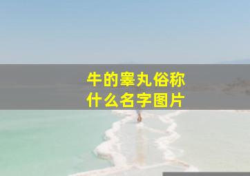 牛的睾丸俗称什么名字图片