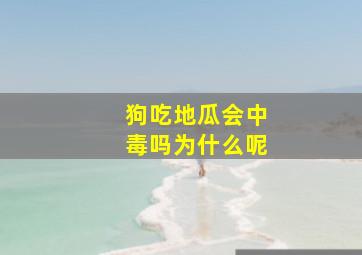 狗吃地瓜会中毒吗为什么呢