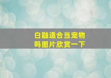 白鼬适合当宠物吗图片欣赏一下