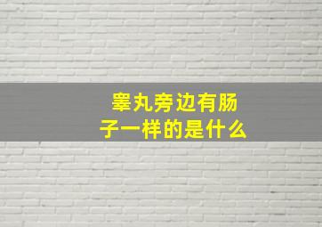 睾丸旁边有肠子一样的是什么