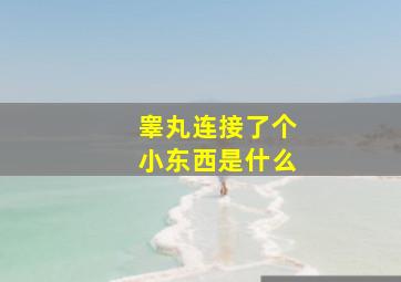 睾丸连接了个小东西是什么