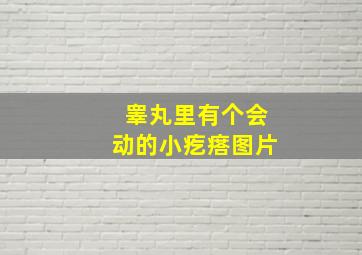 睾丸里有个会动的小疙瘩图片