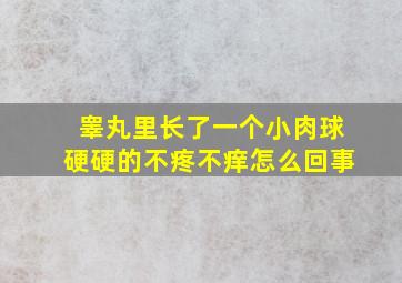 睾丸里长了一个小肉球硬硬的不疼不痒怎么回事